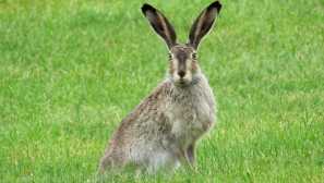 Koľko žije voľne žije